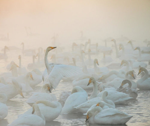 Song Of The Morning Light | Dmitry Dubikovskiy