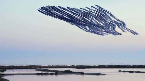 new-aesthetic:Ornitographies : Xavi BouBou snaps hundreds of photos of birds in flight and stitches 