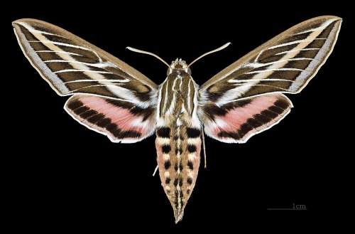 Moth Of The Week