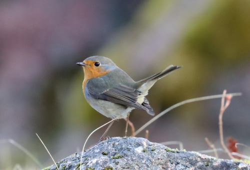 Sweet Robin.