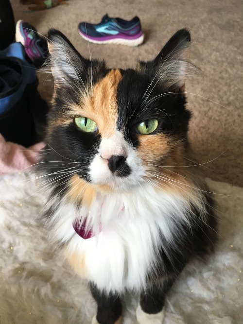 minathefloof:Hi new friends, my name is Mina. I am a 5-year-old calico. I rescued my mom back in Aug