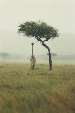 drxgonfly:  giraffe (by ichigoberrys)