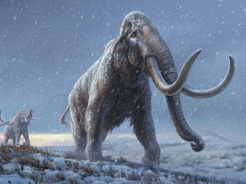 Oldest DNA Sequenced Yet Comes From Million-Year-Old Mammoths        Genetic material from three anc
