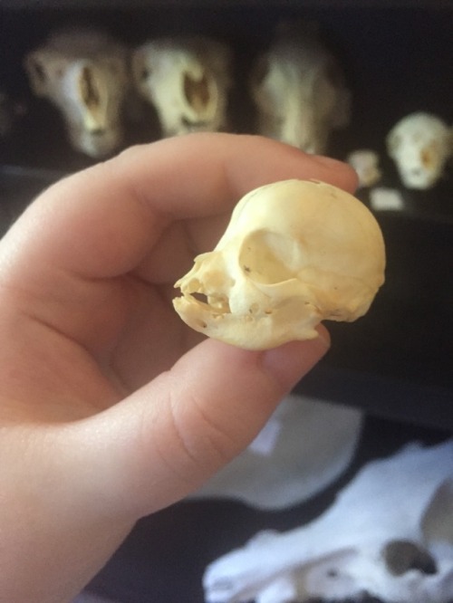 Chihuahua puppy skull