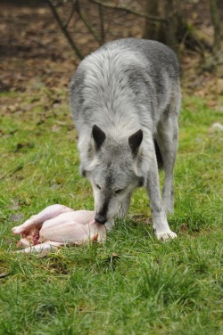 wolveswolves:  Happy Thanksgiving! Thanksgiving at Wolf Haven 