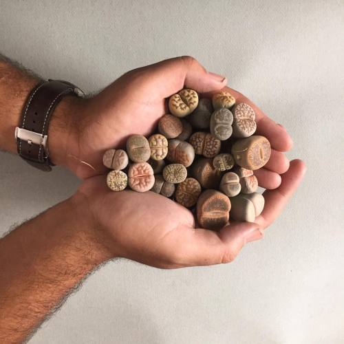 tylerthrasherart:This isn’t a handful of pebbles or tiny butts. It’s actually a whole lotta lithop