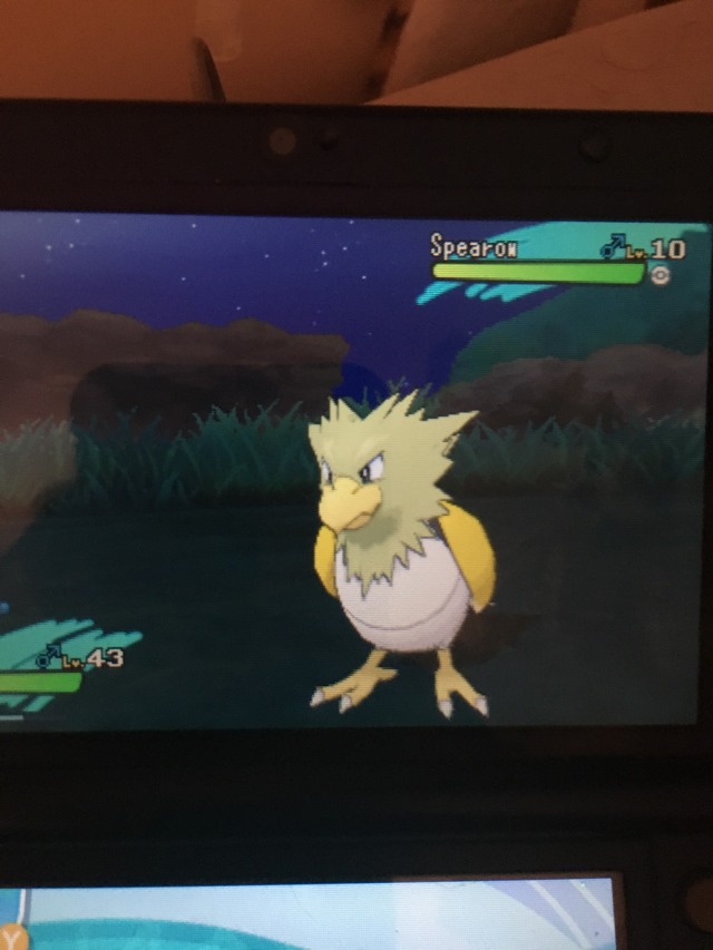 a photo of a 3ds' top screen playing pokemon moon currently in an encounter with a wild shiny spearow