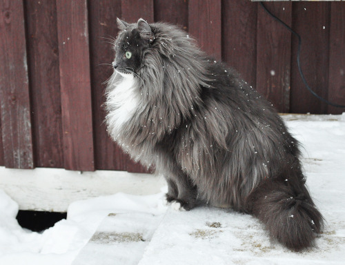 peble:cybergata:Bandit by tastethischaos Some cats are just built for the snow.puff