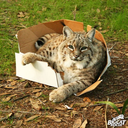 bigcatrescue:BIG cats love boxes too!