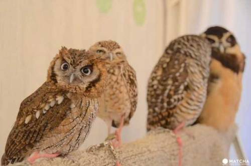  Perch An Owl On Your Shoulder At The Akiba Fukurou Owl Cafe! Akiba Fukurou was the second-most popu