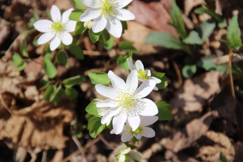 Spring is here.. perfect weekend for a hike!