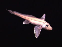 Buggerygrips:  I Have A New Favourite Order Of Fish: Chimaeras.  Chimaeras Are Perhaps