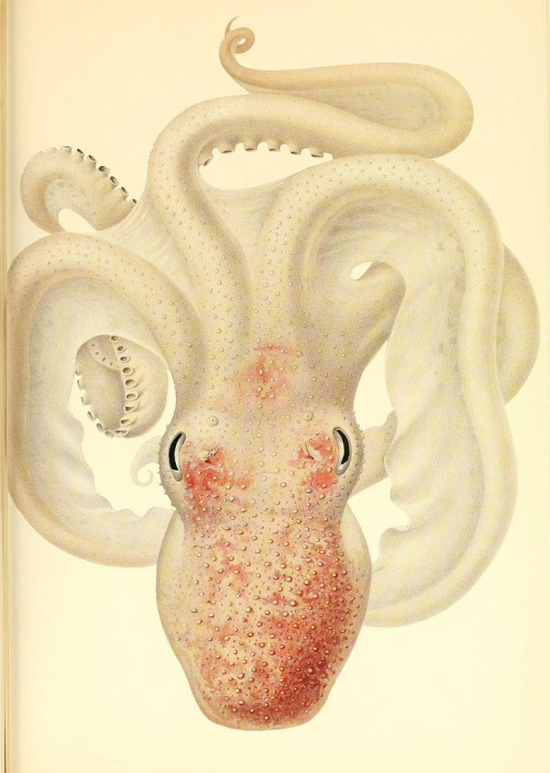smithsonianlibraries: Some beautiful illustrations for cephalopod week from The Cephalopoda, atlas.