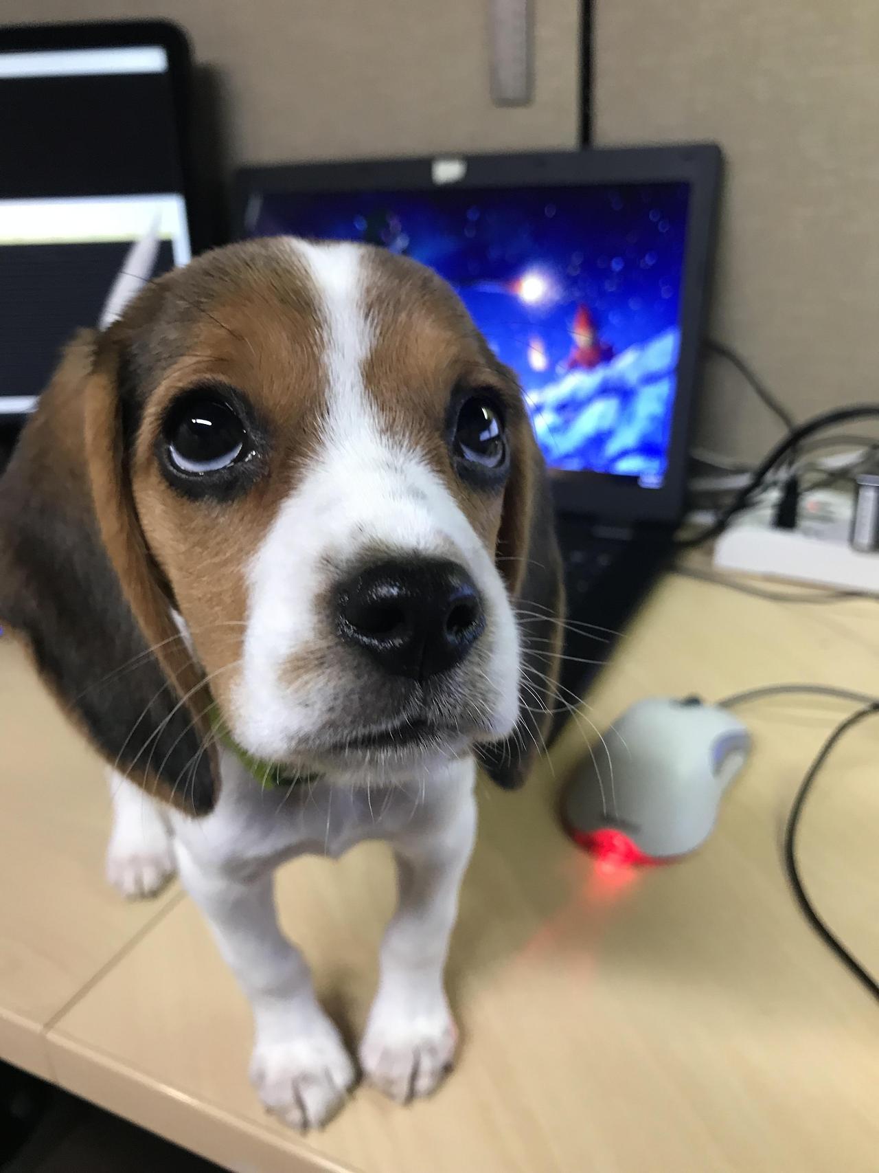 Puppies to the Rescue!