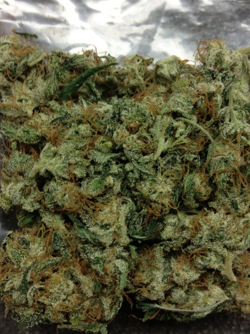 undrtheweathr:  chem dawg harvested