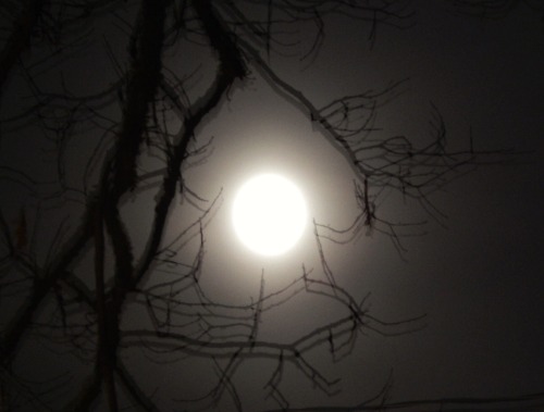 storyoftheviper:  Full Moons 2015