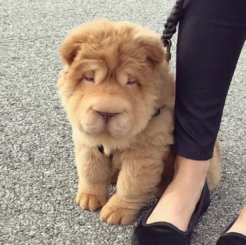 teddy bear dog chow chow