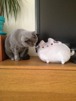 vneilv:  When Baby met Pusheen. 