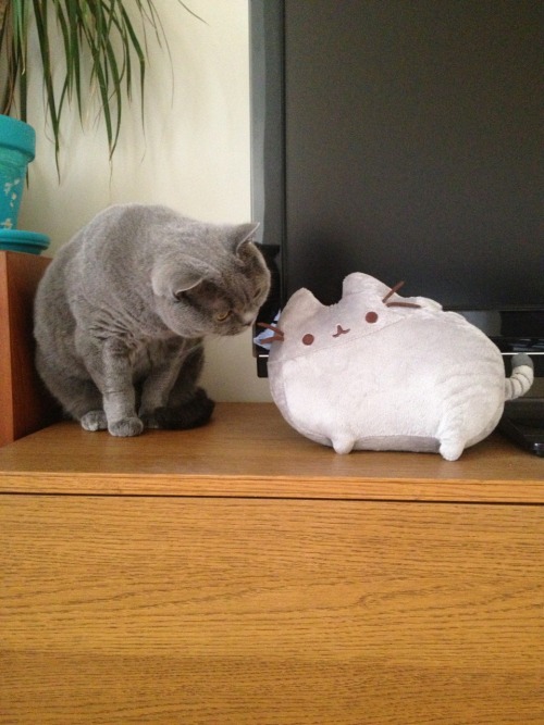 vneilv: When Baby met Pusheen.