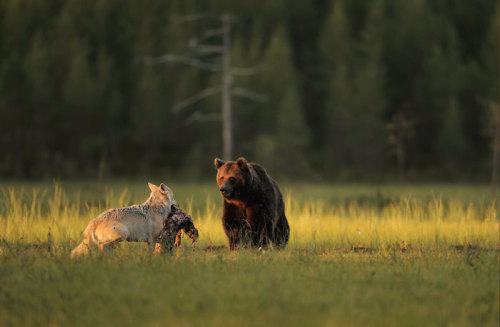 m-e-d-i-e-v-a-l-d-r-e-a-m-s:   Unusual Friendship Between Wolf And Bear  Documented By Finnish Photo