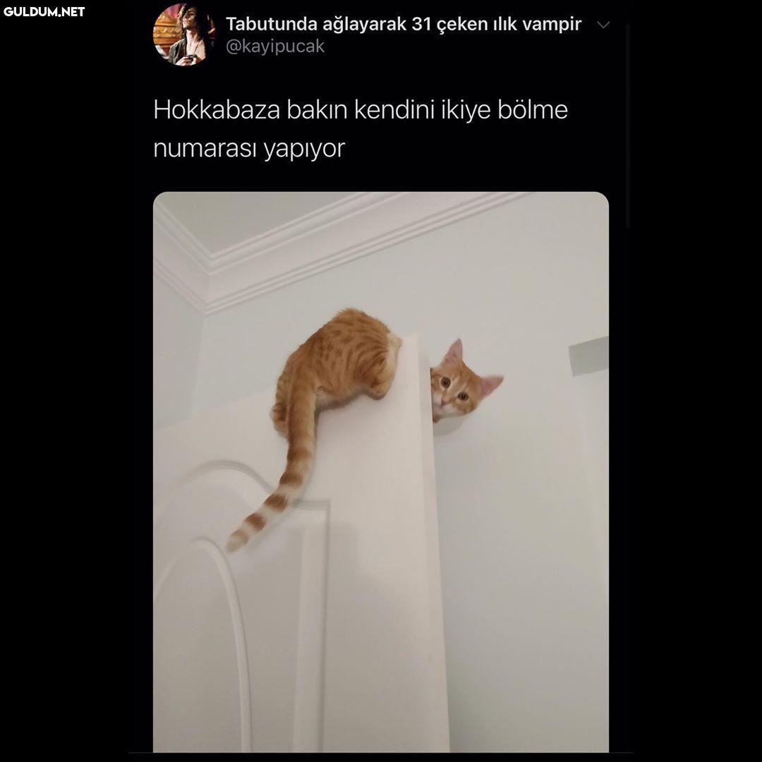 Tabutunda ağlayarak 31...