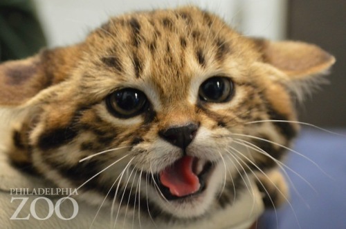 youngnoblewoman:mymodernmet:On April 8, 2014, Philadelphia Zoo welcomed three new little ones to the