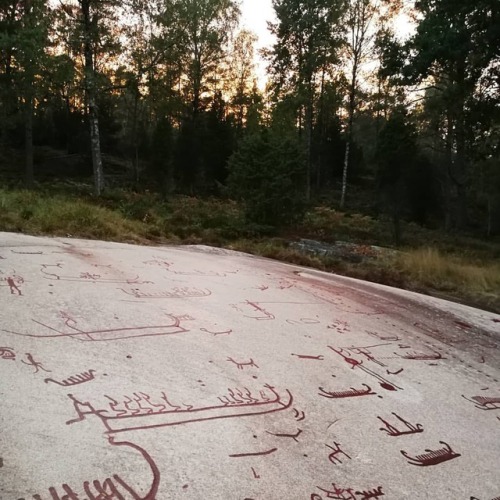 Went to look at rock carvings in Sweden, on the way back home after Midgardsblot, I have had the mos