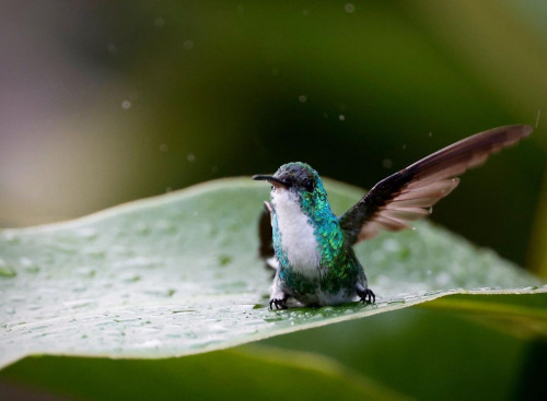 lowcountry-gothic:  Morning bath of the Plain-bellied emerald. São Paulo, Brazil.