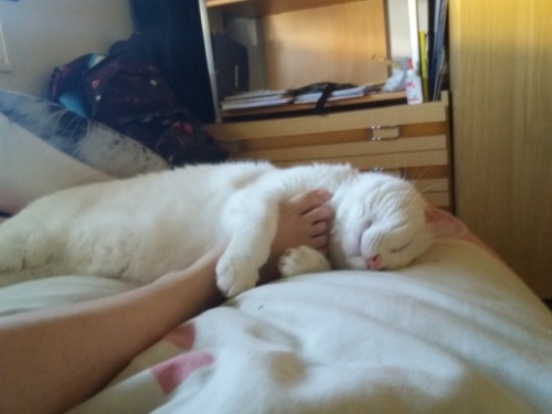 my-cat-trastu: He’s sleeping while hugging my foot :D