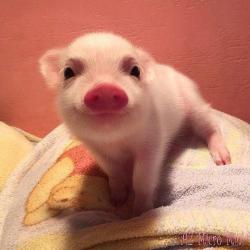 awwww-cute:A happy little piglet. (Source: http://ift.tt/2mo35NU)