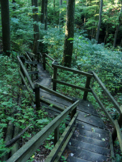 frolicingintheforest:  Forest staircases. &lt;3 