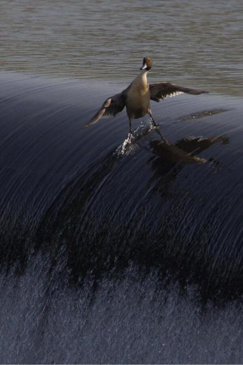 surf duck