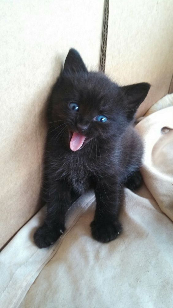 Black Cat Appreciation Post