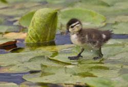 strangethingsforstrangepeople:  LOOK AT THIS LITTLE CUTIE WALKIN’ ACROSS THE LILY PADS 