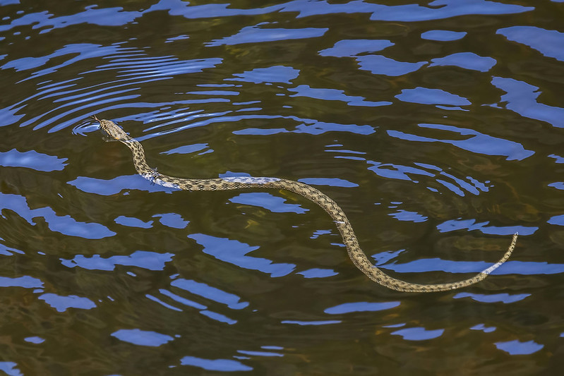 snototter:
“A viperine water snake (Natrix maura) crosses the water in Spain
by Charles Sharp
”