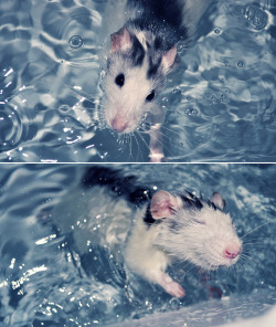 rat-wonderland:  Rats first swim by Peter