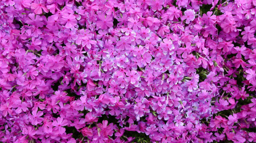 Loving Husband Spends 2 Years Planting Thousands Of Flowers For His Blind Wife To Smell“Mr. an