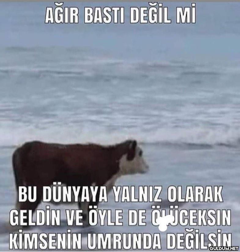 İyi geceler  AĞIR BASTI...