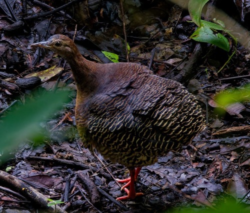Thicket Tinamou(Crypturellus Cinnamomeus), Family Tinamidae, Order Tinamiformes, Costa Rica