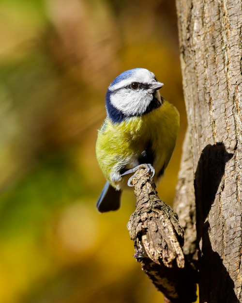 longingforrotkehlchen:One serious-looking Blaumeise. Because Blaumeise always means business.Blaumei