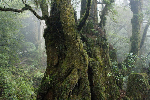 yakushima006 by Hiroyuki Nakano on Flickr.