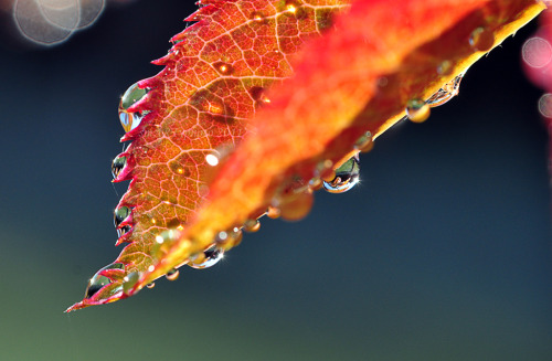 dailyautumn:  Autumn by SmartyPhoto