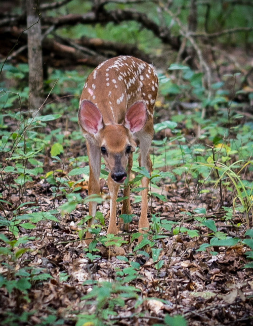 Curious fawn by Maggie Rosalie