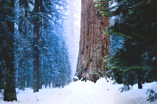 leahberman:  thawgeneral sherman, sequoia national parkinstagram