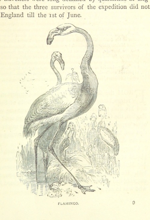 Image from &lsquo;Great African Travellers from Mungo Park to Livingstone and Stanley, etc&rsquo;, 0