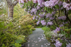 90377:  Pink Azalea with Rhododendrons, Darts Hill by Scarlet Black  