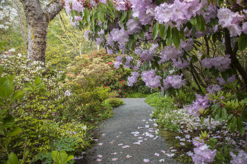 90377: Pink Azalea with Rhododendrons, Darts Hill by Scarlet Black 