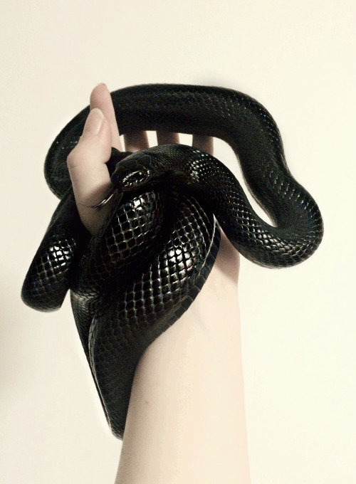hereiamthebluejay:Meet Crowley….