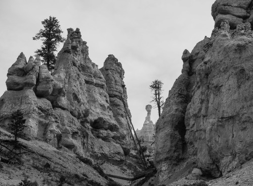 cysewski:Bryce National Park