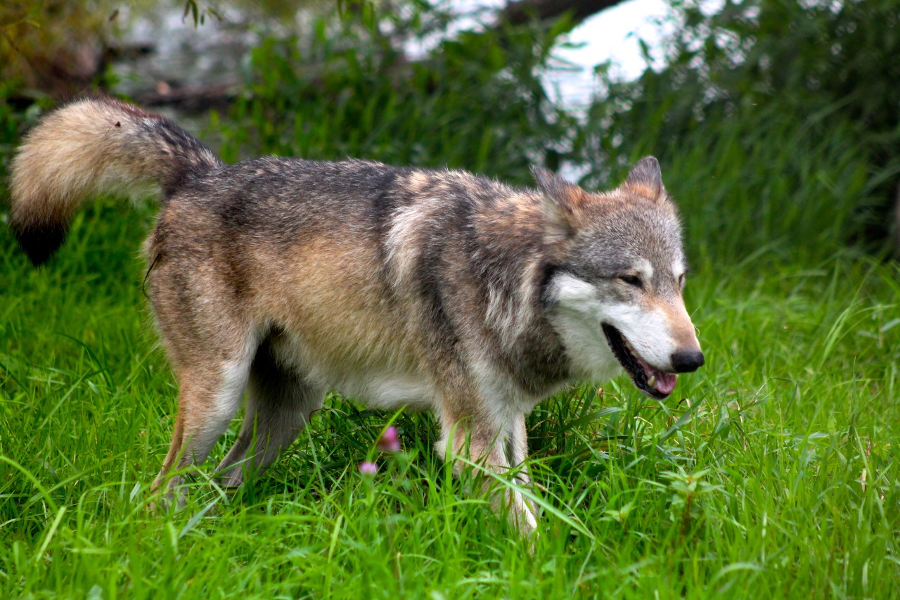 Wolf Park Interns - Wolves (and other canids) scrape their paws on the...